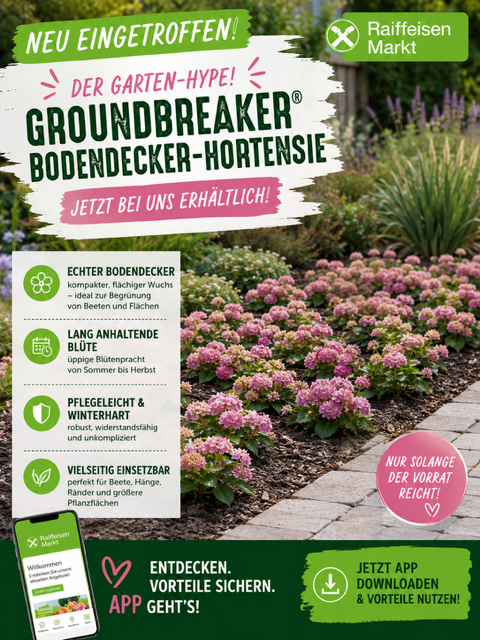 groundbreaker hortensie